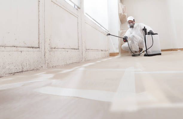 Black mold remediation team in Wellesley