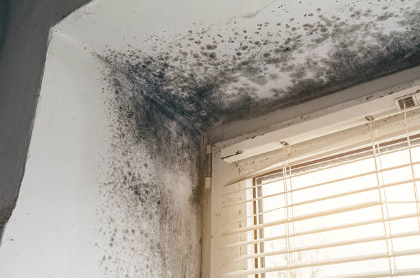 Mold Remediation service in Wellesley, Wellesley, MA